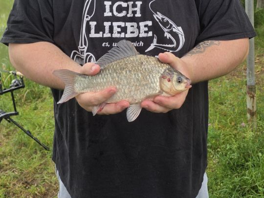 Giebel