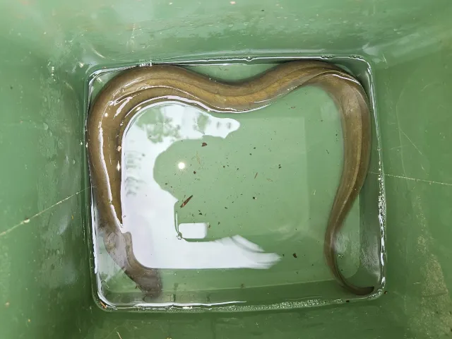 Aal
