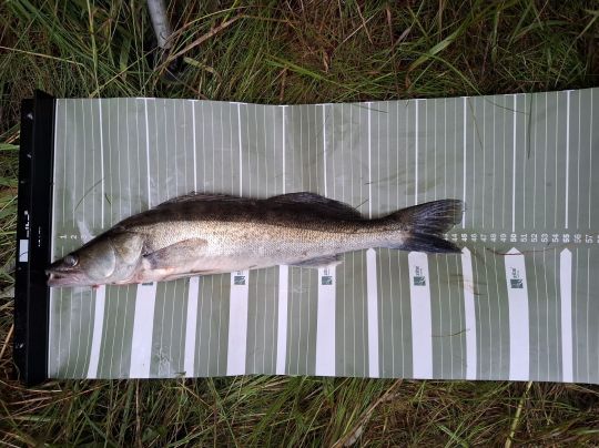Zander