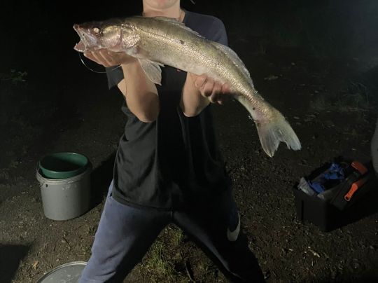 Zander