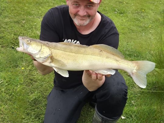 Zander