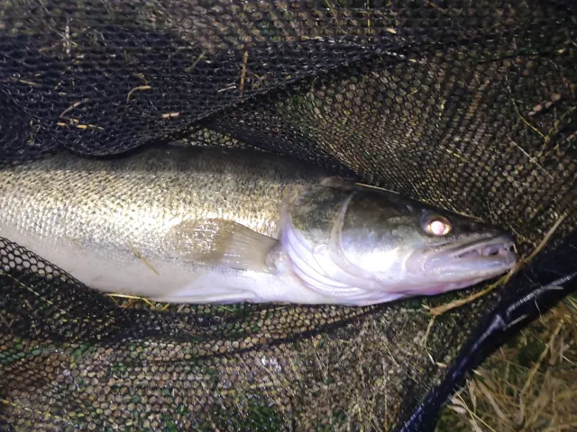Zander
