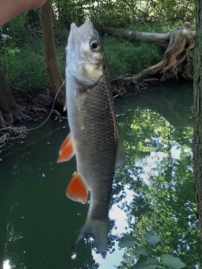 Döbel