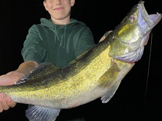 Zander