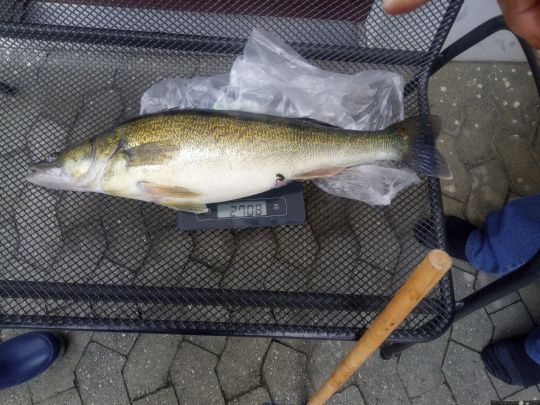 Zander