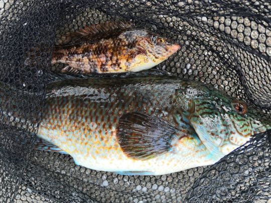 Lippfisch
