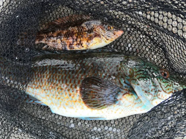 Lippfisch