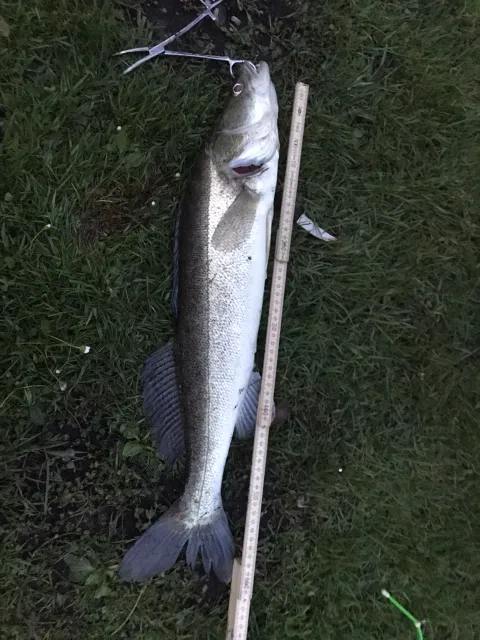 Zander