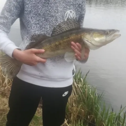 Zander