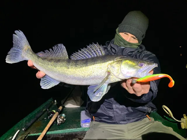 Zander