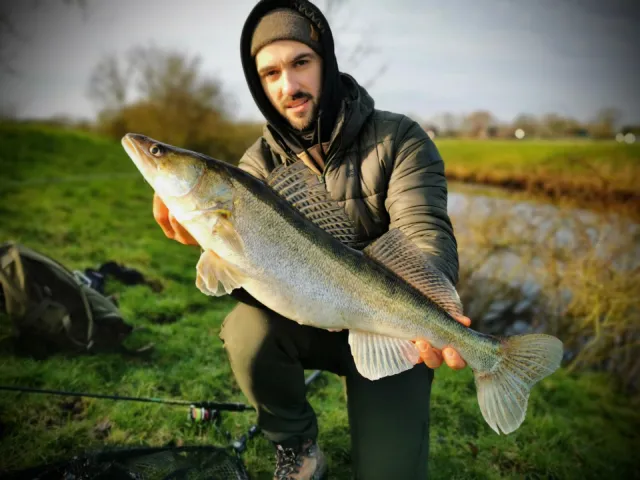Zander