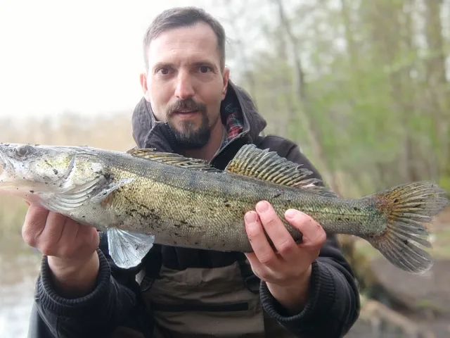 Zander