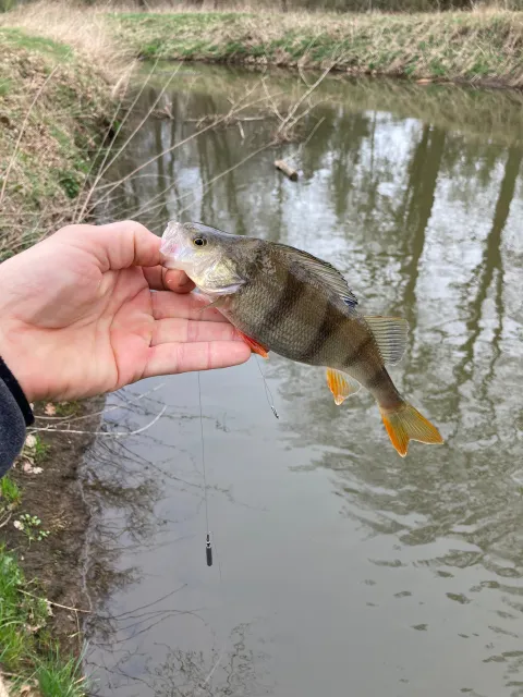 Flussbarsch