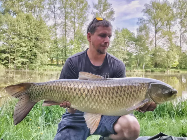 Graskarpfen