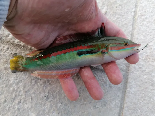 Lippfisch