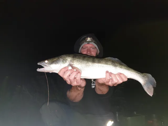 Zander