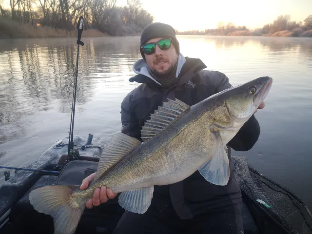 Zander