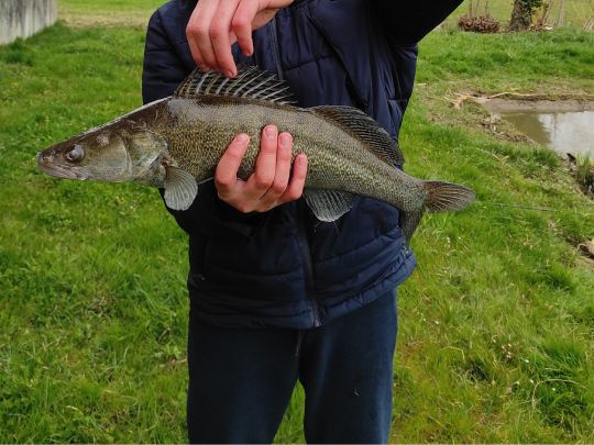 Zander