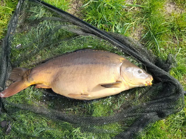 Karpfen