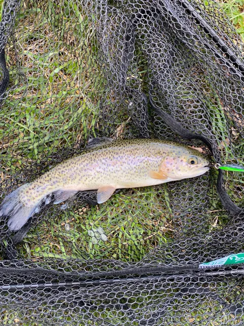 Regenbogenforelle