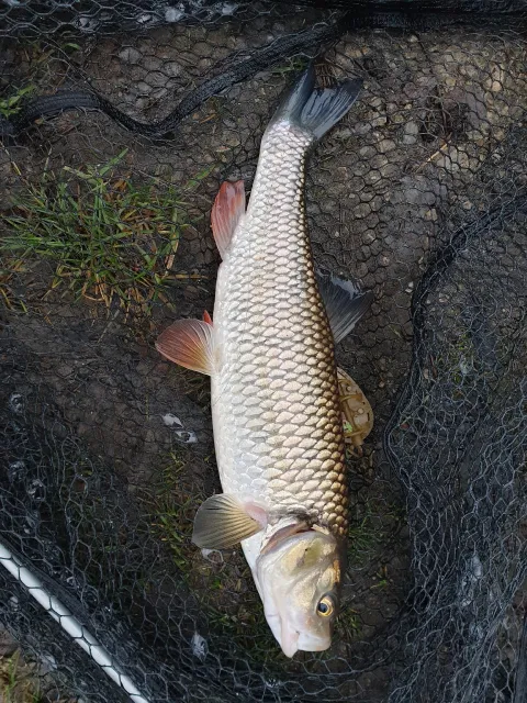 Döbel
