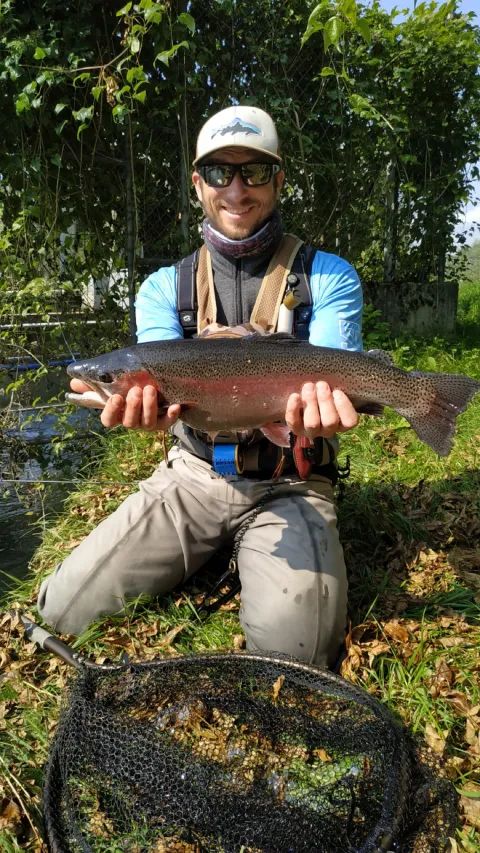 Regenbogenforelle