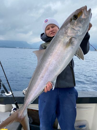 Amberjack