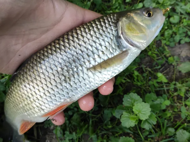 Döbel