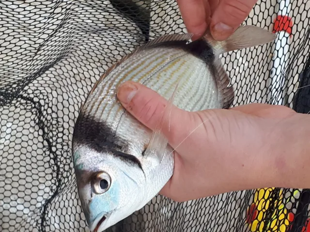Dorade