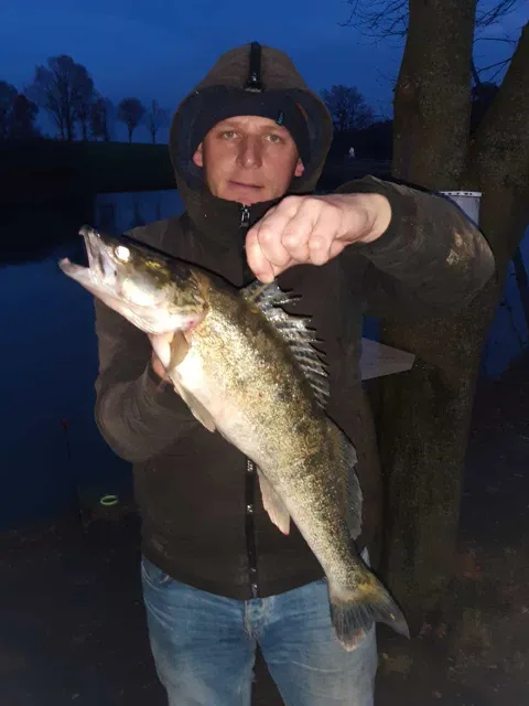 Zander