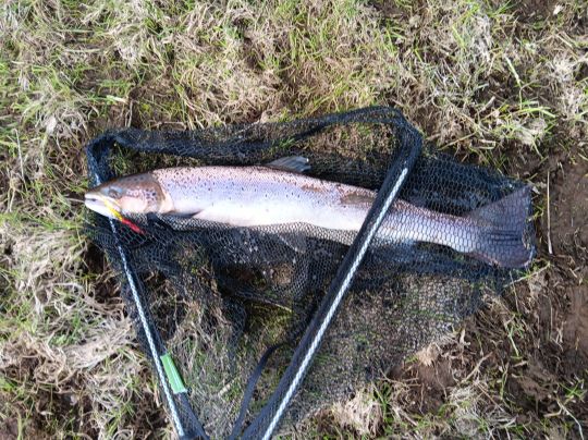 Lachs