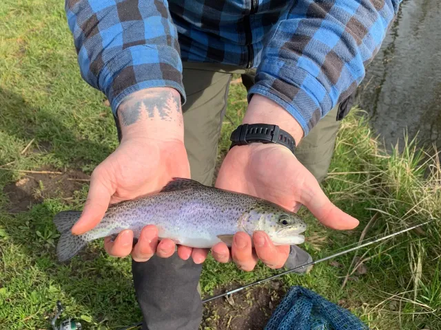 Regenbogenforelle