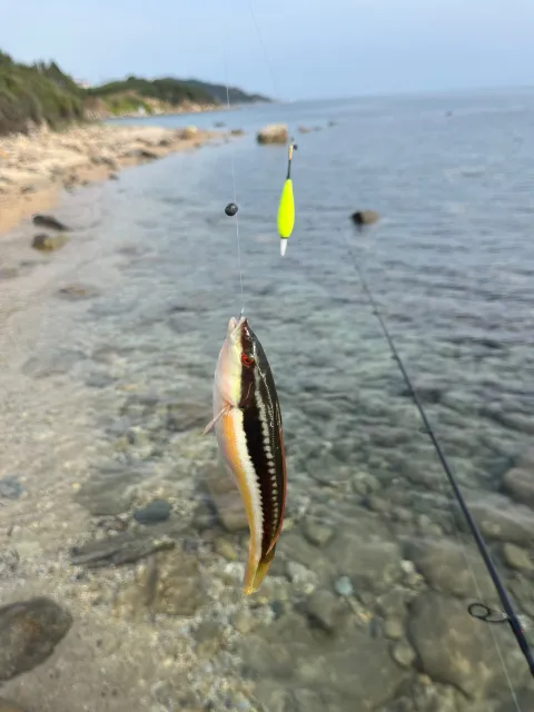 Lippfisch