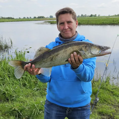 Zander
