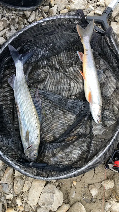Seesaibling