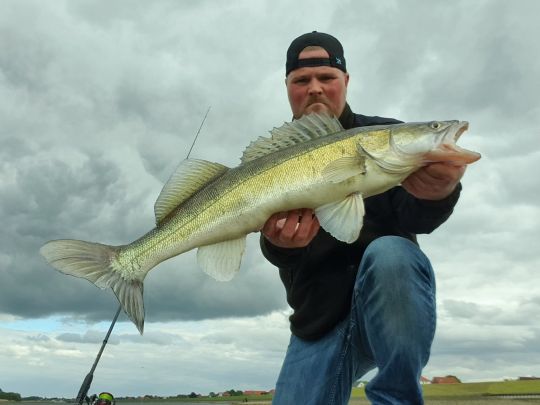 Zander