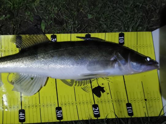 Zander