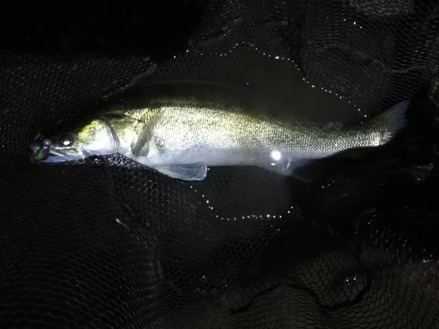 Zander