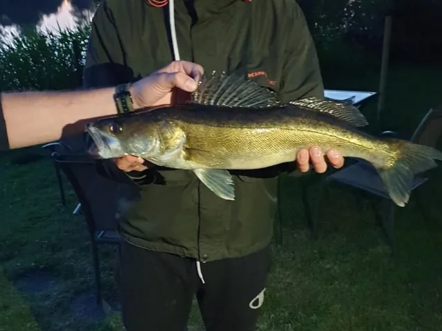 Zander