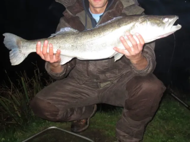 Zander