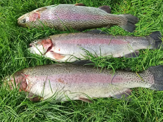 Regenbogenforelle