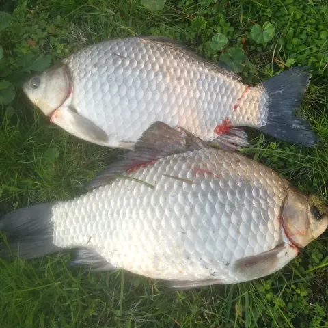 Giebel