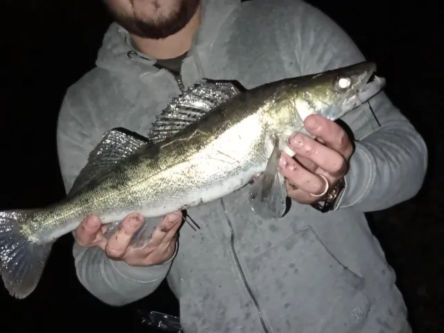 Zander