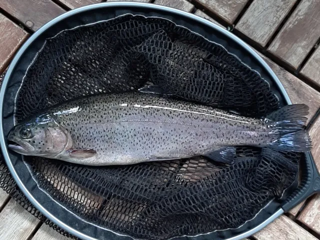 Regenbogenforelle