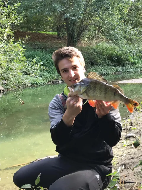Flussbarsch