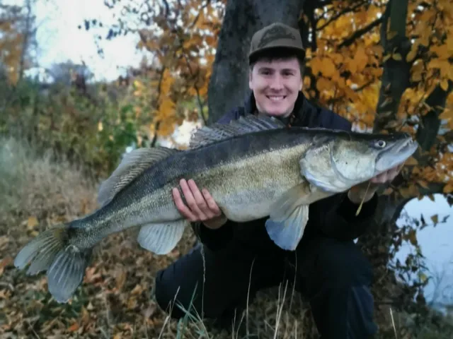 Zander