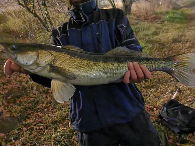 Zander
