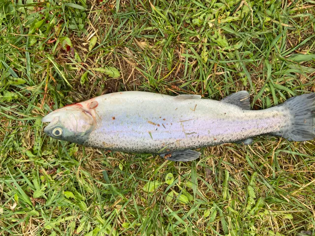 Regenbogenforelle