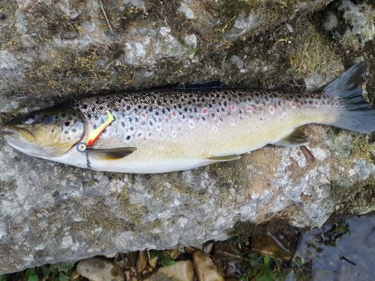 Bachforelle