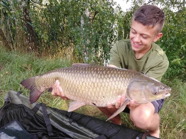 Graskarpfen